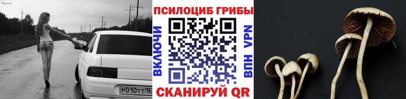 Купить закладки  Пугачёв  Галлюциногенные грибы Psilocybine cubensis 
